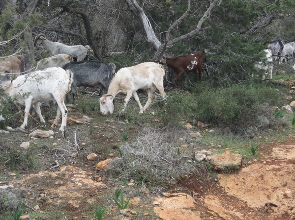 Längs Aphrodite trail, Akamas peninsula.