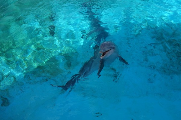 Acuario Nacional, Miramar, Havanna.