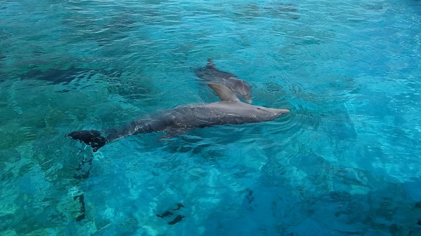 Acuario Nacional, Miramar, Havanna.