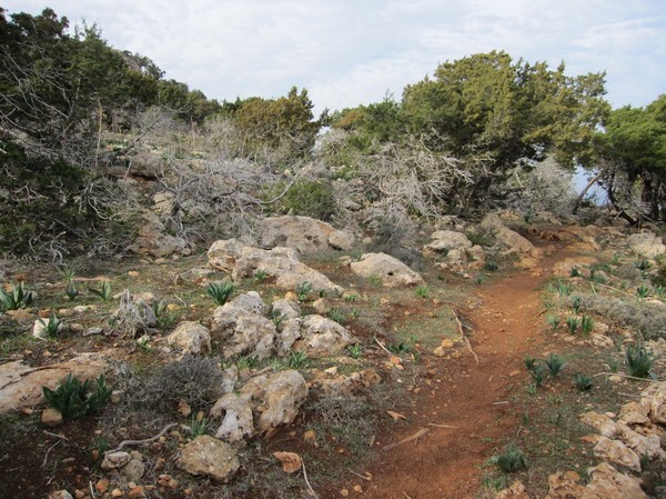 Längs Aphrodite trail, Akamas peninsula.