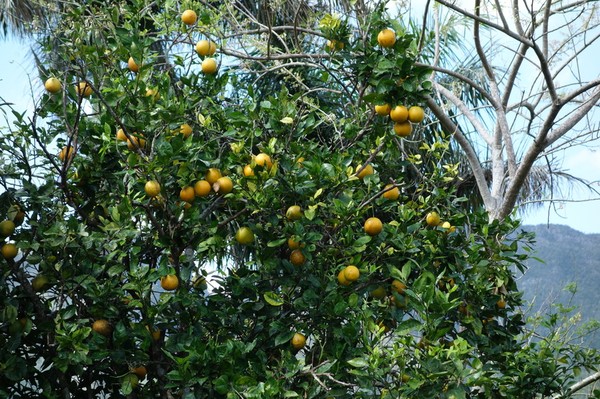 Apelsinträd i Valle de Viñales.