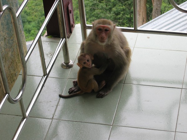 Vilda apor på trapporna upp till mount Popa. Här fick man passa sig så man inte blev bestulen! Den lille var mycket snabb och lurig, men så söt!