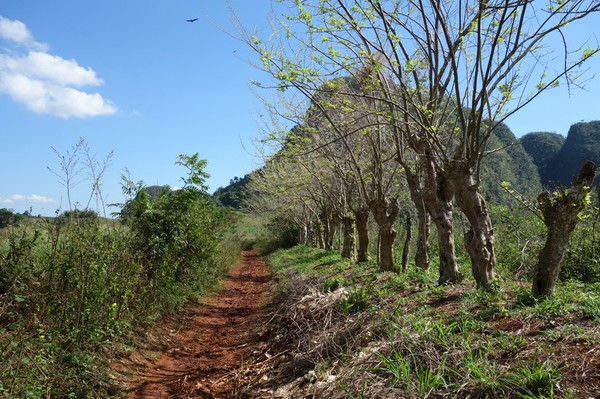 Trekking i underbara Valle de Viñales.