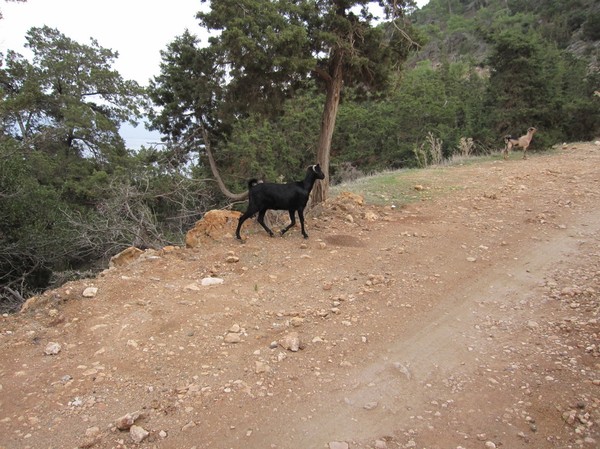 Längs Aphrodite trail, Akamas peninsula.