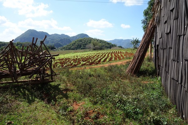 Tobaksfarm i Valle de Silencio.