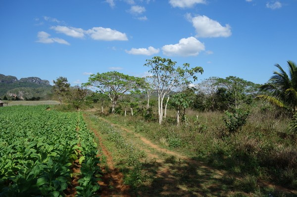 Trekking i underbara Valle de Viñales.