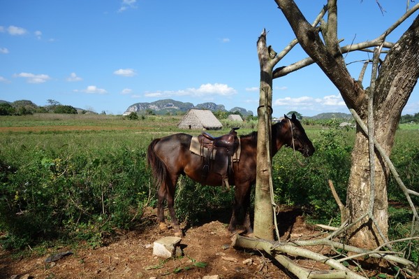 Trekking i underbara Valle de Viñales.