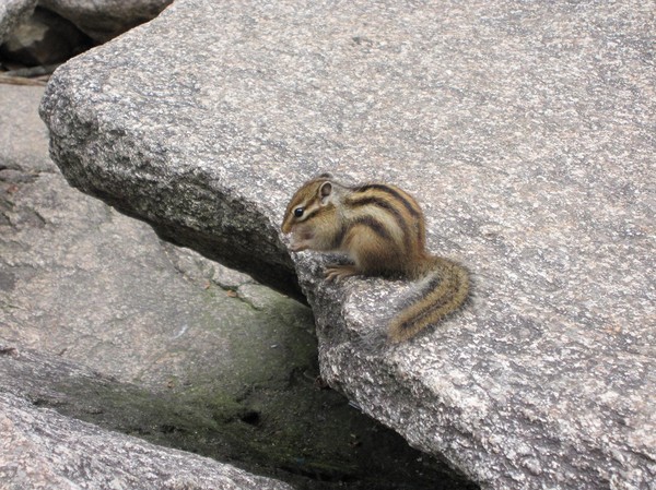 En liten ekorre vid foten av vattenfallet.