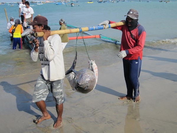 Bärgning av yellowfin tuna, Jimbaran Beach, Bali.