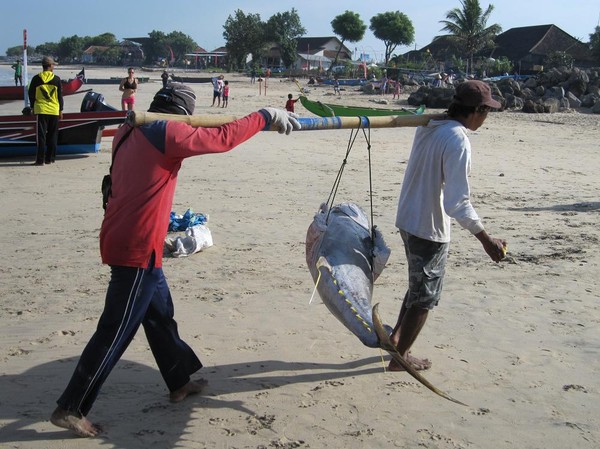 Bärgning av yellowfin tuna, Jimbaran Beach, Bali.