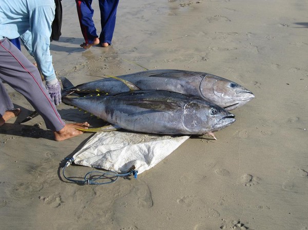 Bärgning av yellowfin tuna, Jimbaran Beach, Bali.