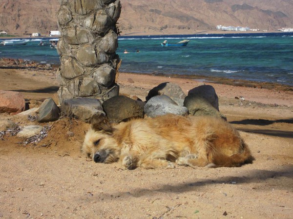 Dahab, Sinai, Egypten.