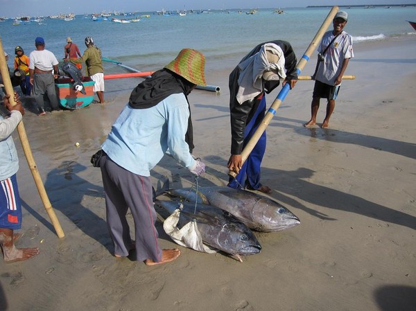 Bärgning av yellowfin tuna, Jimbaran Beach, Bali.