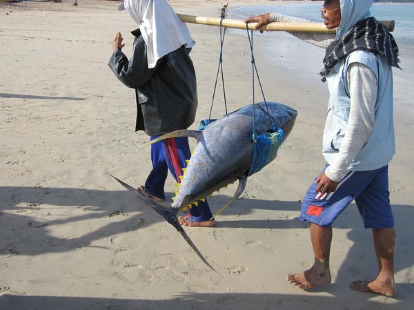 Bärgning av yellowfin tuna, Jimbaran Beach, Bali.