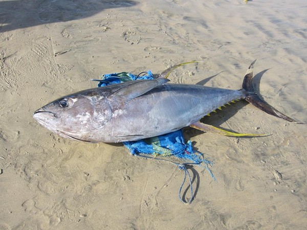 Bärgning av yellowfin tuna, Jimbaran Beach, Bali.