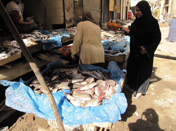 Försäljning av fisk i islamic Cairo, Kairo. Fiskarna är inte prickiga. Det är flugor på dem!