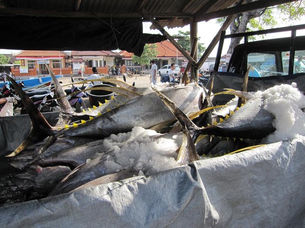 Yellowfin tuna lastade på lastbilsflaket inbäddade i is för vidare transport, Jimbaran Beach, Bali.