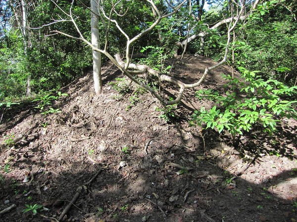 Fåglar som kallas för megapodes bygger bon som sedan Komodovaranerna använder för att lägga sina ägg, Komodo island.