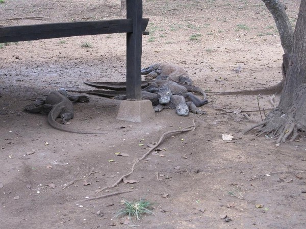 Komodovaraner vid högkvarterets kök, Rinca island.