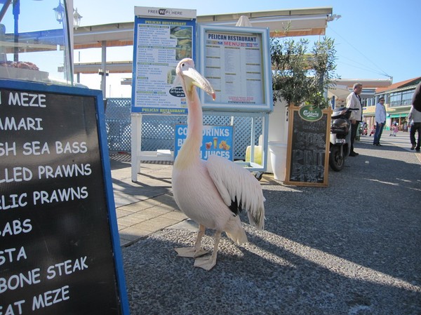 Jag är ingen fågelexpert men jag tror att detta är en pelikan. Hamnen i Pafos, Cypern.