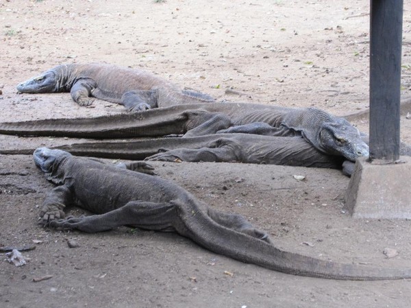 Komodovaraner vid högkvarterets kök, Rinca island.