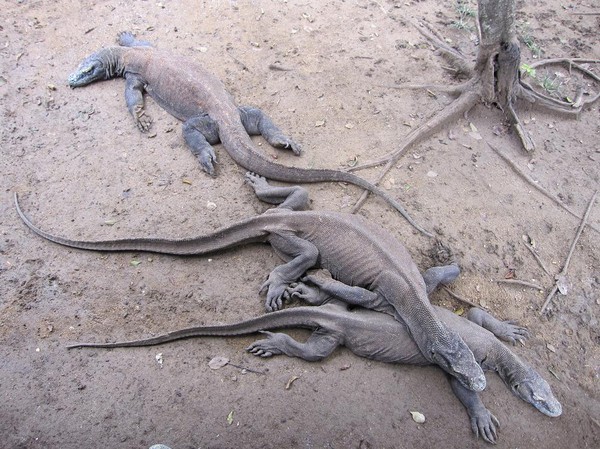 Komodovaraner vid högkvarterets kök, Rinca island.