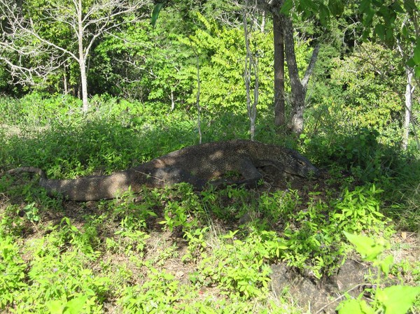 På denna bild kan man se hur väl kamouflerade Komodovaranerna är, Komodo island.