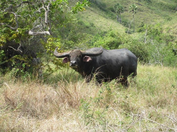 Jättelik vattenbuffel, Rinca island.