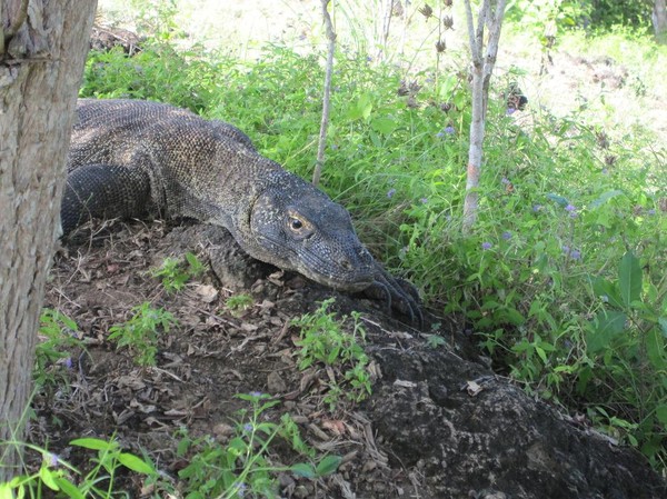 Komodovaranen iakttar oss medan vi tar våra bilder, Komodo island.