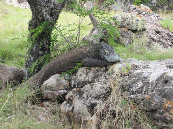 Dagens höjdpunkt , en stor Komodovaran under trekken, Rinca island.