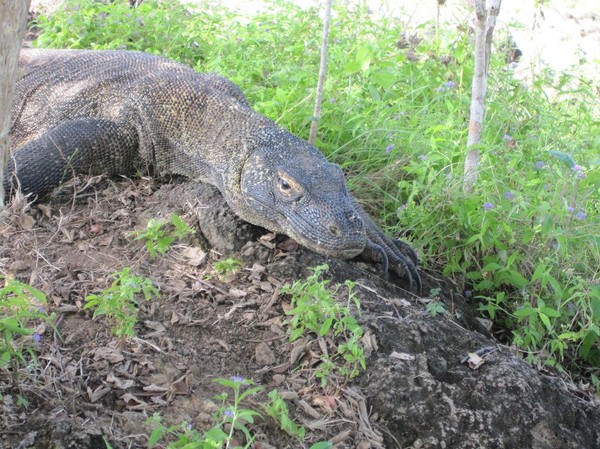 Komodovaranen iakttar oss medan vi tar våra bilder, Komodo island.