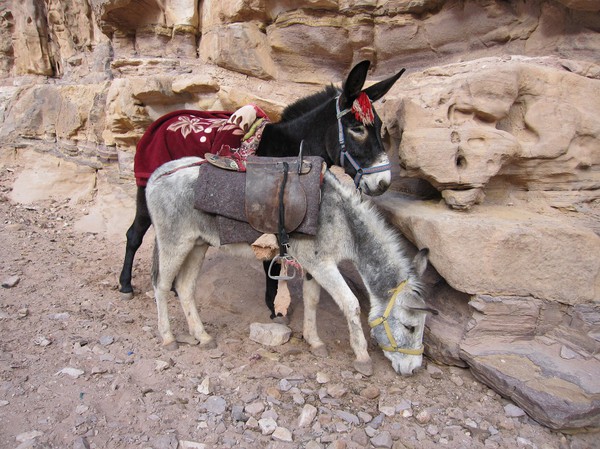 Åsnor på vägen ner från Ad-Deir (Monastery), Petra.