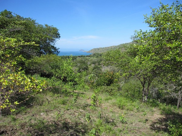 Bättre trekking än så här blir det inte. Helt enkelt fantastisk natur, Komodo island.