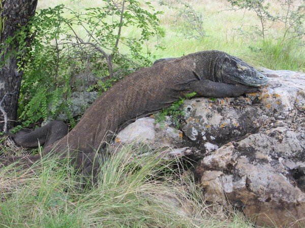 Dagens höjdpunkt, en stor Komodovaran under trekken, Rinca island.