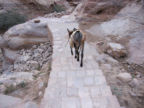 Den här åsnan hade jag sällskap av större delen längs vägen ner från Ad-Deir (Monastery), Petra.