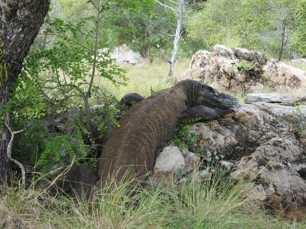 Dagens höjdpunkt, en stor Komodovaran under trekken, Rinca island.