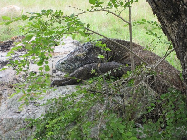 Dagens höjdpunkt, en stor Komodovaran under trekken, Rinca island.