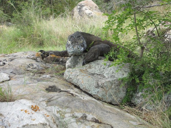 Dagens höjdpunkt, en stor Komodovaran under trekken, Rinca island.