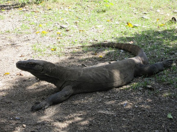 Väl tillbaka i National Park Visitor Centre var det ett par Komodovaraner som smög omkring, Komodo island.