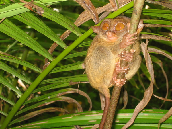 Tarsier, Bohol.