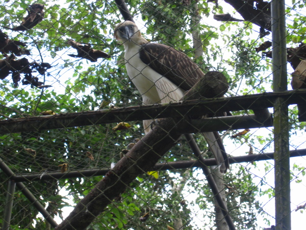 Philippine Eagle Conservation Center, utanför Davao, Mindanao.