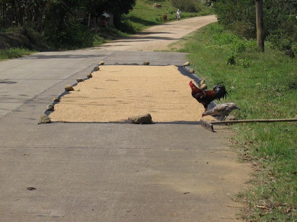 När man är ute och kör motorcykel kan man stöta på det mesta. Här ris på tork längs vägen, Guimaras.
