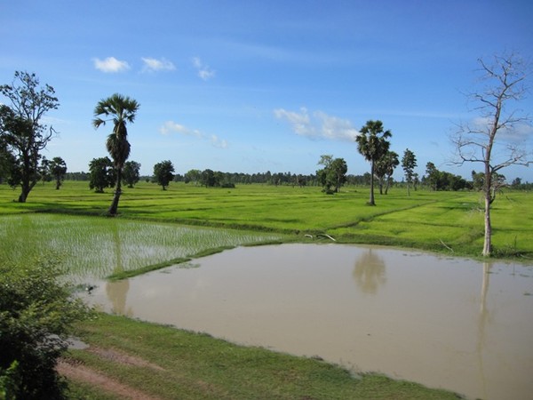 Vy från tåget på väg från Buriram till Ubon Ratchathani.