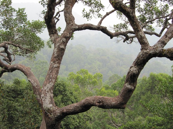 Regnskogen i Bako National Park.