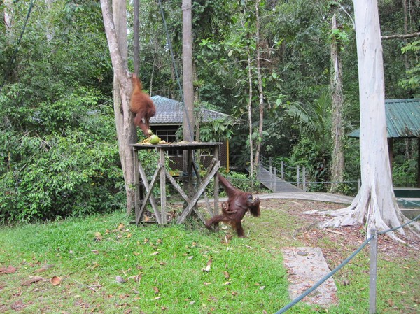 Två orangutanger utanför parkens utfodringsställe.