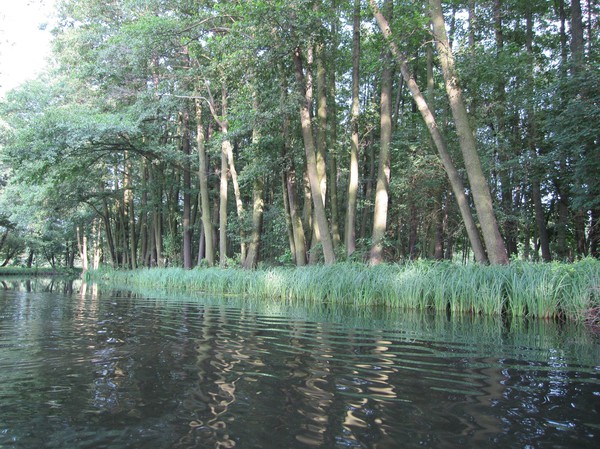 Naturen längs kanalen första dagen var sådär, Spreewald.