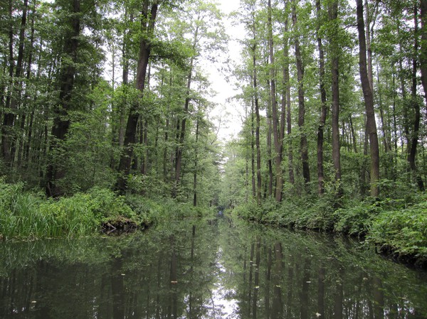 Djup skog, Spreewald.