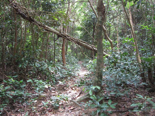 Regnskog längs leden till Ong Dung beach.