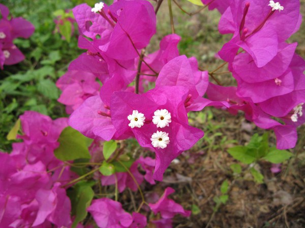 Så här ser blommorna ut. Dessutom så verkar det finnas olika färger på själva blomman. Jag har även sett orange och vita blommor.