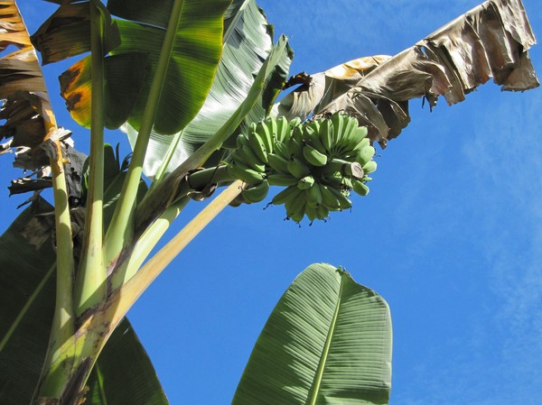 Bananer finns överallt på Siquijor, bara att plocka!